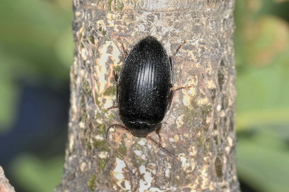 Tenebrionidae: Prionychus ater